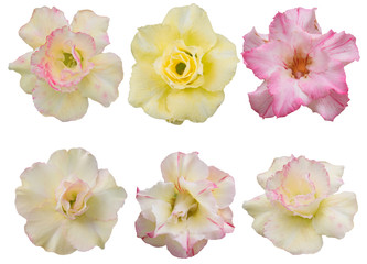 flowers isolated on white background