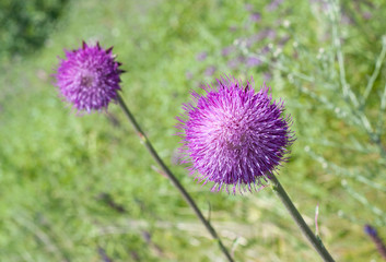 Two beautiful flowers of purple thistle. Pink flowers of burdock burdock