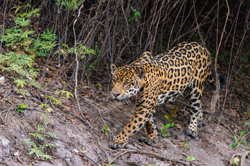 Fototapeta na wymiar Jaguar on river bank - Mato Grosso - Brazil