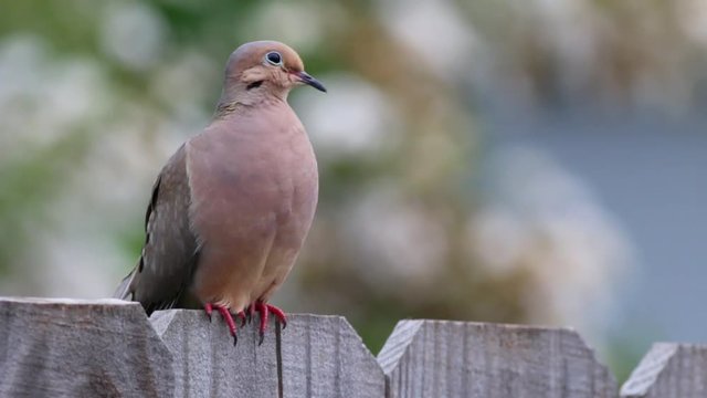 Dove on a fence with an out of focus background.
