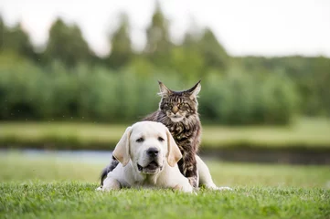 Photo sur Plexiglas Chien amitié chat et chien