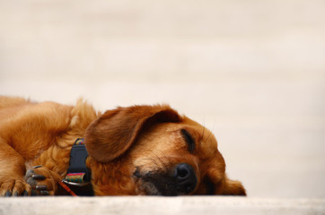 schlafenender Hund