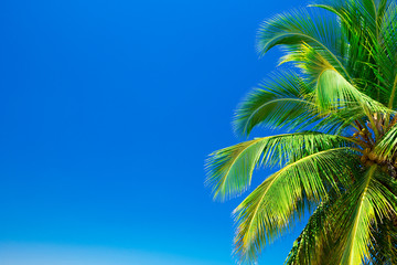 Palmbomen tegen blauwe lucht