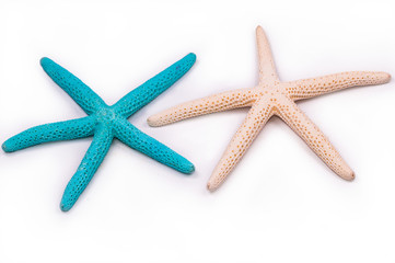 Fototapeta na wymiar Beautiful blue and white sea star ,star fish isolated