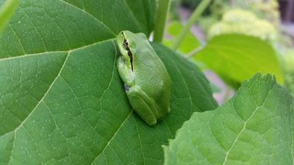 Europäischer Laubfrosch - Hyla arborea