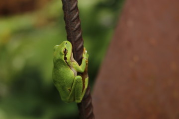 Europäischer Laubfrosch - Hyla arborea