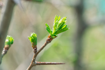 Ве енняя зелкнь