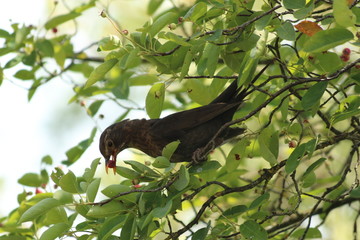 Amsel - Turdus merula