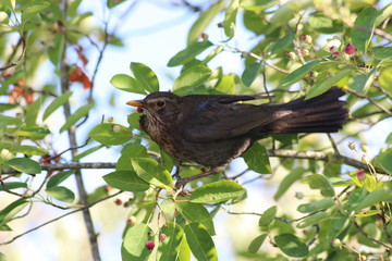 Amsel - Turdus merula