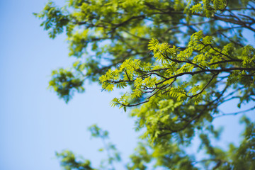 Fototapeta premium Branches of the rowan tree. Selective focus.