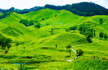 Fototapeta premium 初夏・砥峰高原、ススキが原