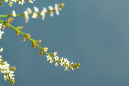 Zitronenverbene mit Bl&uuml;te