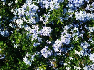 Plumbago auriculata blue flowers