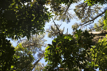 Looking up the trees