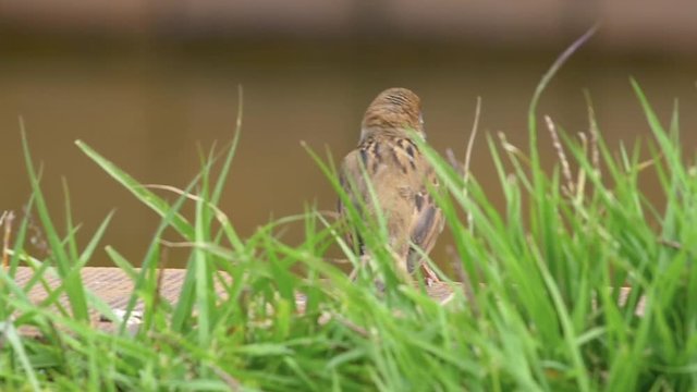 Baby sparrows and pigeon in humorous movement in slow motion
