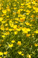 Many yellow ranunculus acris or meadow buttercup or tall buttercup or showy buttercup on green field vertical