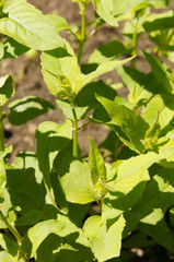 Monarda didyma bee balm green herb  