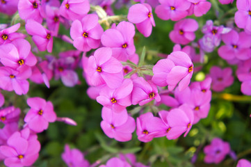 Fototapeta na wymiar Pink phlox many flowers with green 