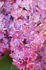 Fototapeta na wymiar Purple lilac flowers close up vertical 