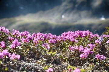 Naklejka premium Rhododendron in nature