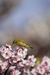 Japanese White-eye bird on plum tree  in Osaka,Japan