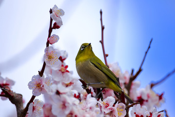 Japanese White-eye bird on plum tree  in Osaka,Japan