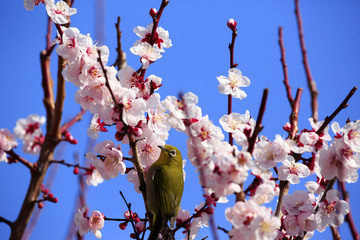 Japanese White-eye bird on plum tree  in Osaka,Japan