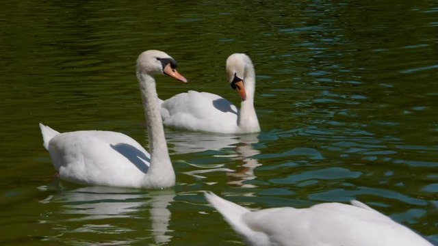 Plusieurs cygnes blanc qui se prom&egrave;nent sur l'eau