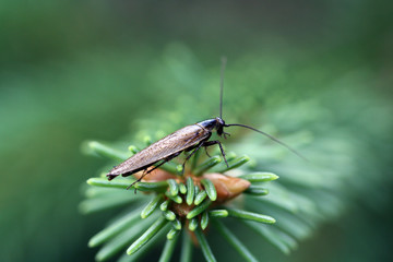 Insekt im Wald