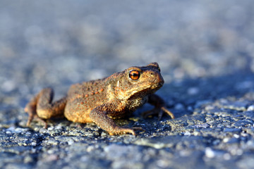 Frosch