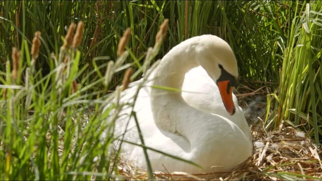 Cygne blanc qui fait sa toilette