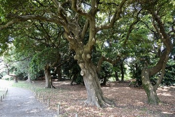 初夏の庭園