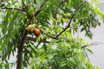 Olives on the branches in the falling rain.