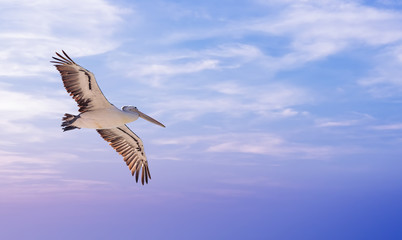 Pelican over cloudy sky background