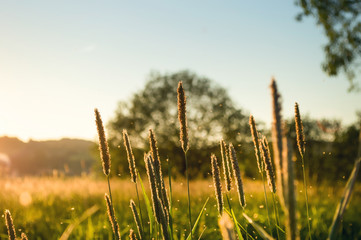 Fototapeta premium Spring Meadow