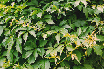 Fototapeta premium LeavesGreen leaf texture. Leaf texture background