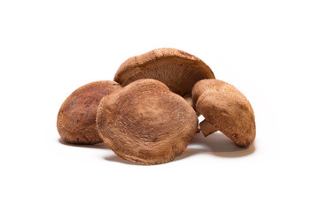 fresh Shiitake mushroom