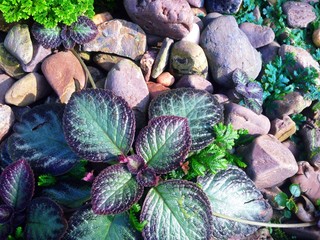 Garden decoration by rock and plant.