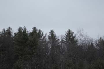 The Tree Family