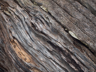 closeup bark texture background