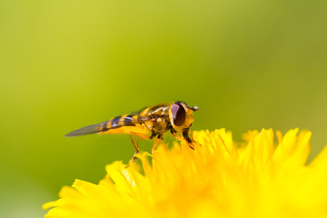 portrait of natural hoverfly sitting on yellow bloom with green background