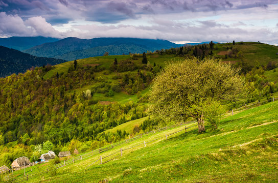 tree and fence on rural meadow in mountains