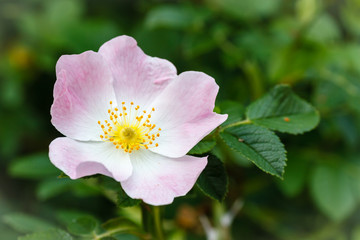 Fototapeta premium Flor de Escaramujo, Rosal Silvestre. Rosa canina.