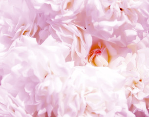 white flower close up detail