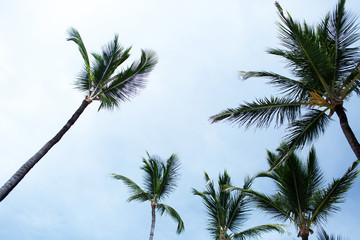 Obraz na płótnie Canvas Tall green palms rise to blue summer sky on the beach