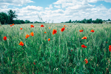 Background with red poppies