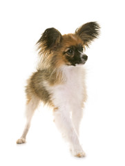 puppy papillon dog playing