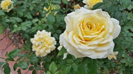 Yellow rose flower field