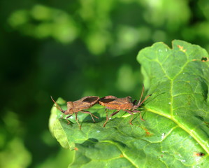 Beetles in the garden