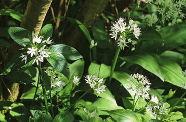 Obraz premium Ramsons flowers (Allium ursinum)